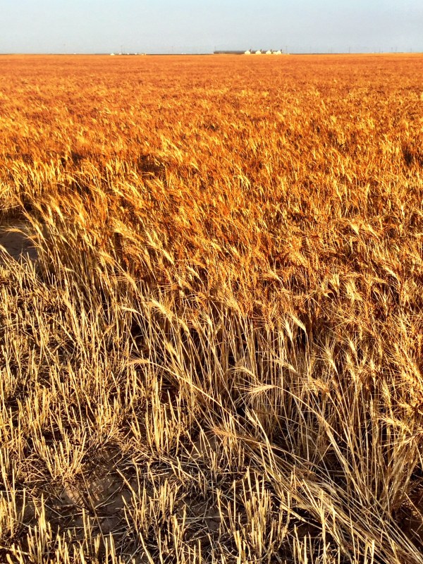 (c) Copyright Renee M. Wilmeth, Wilmeth Farms, Texas Wheat
